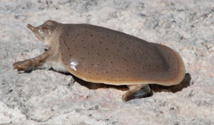 Apalone mutica mutica