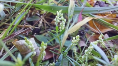 Polygala verticillata