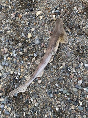 Scyliorhinus canicula