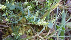 Polygala verticillata