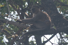 Chlorocebus cynosuros