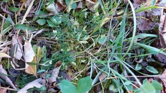 Polygala verticillata