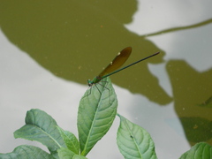 Neurobasis chinensis