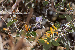 Anthreptes orientalis