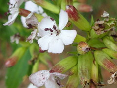 Microbotryum saponariae