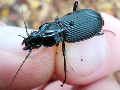 Pterostichus niger