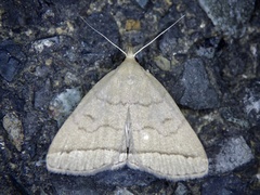 Zanclognatha fumosa