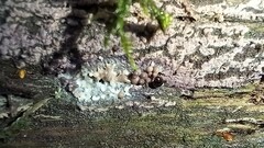 Arcyria stipata