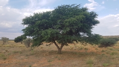 Vachellia erioloba