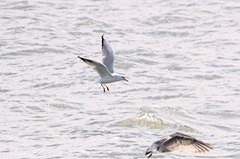 Chroicocephalus ridibundus