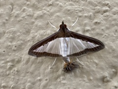 Diaphania
