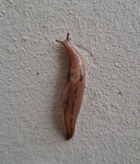 Ambigolimax valentianus