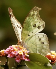 Protogoniomorpha parhassus