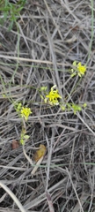 Melilotus officinalis
