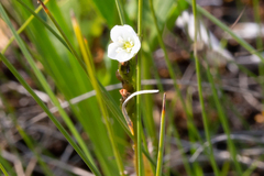 Drosera anglica
