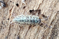 Porcellionides cingendus