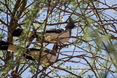 Corythaixoides leucogaster