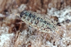 Porcellionides cingendus