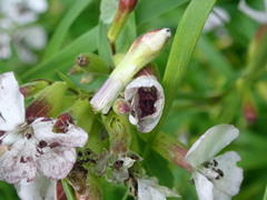 Microbotryum saponariae