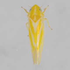Erythridula