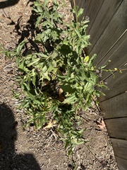 Leucanthemum × superbum