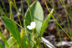 Drosera anglica