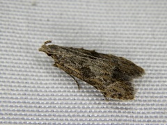 Empalactis neotaphronoma