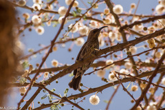 Chalcomitra senegalensis