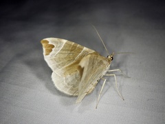 Eulithis ledereri