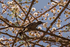 Chalcomitra senegalensis