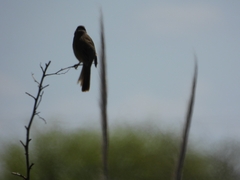 Embernagra platensis