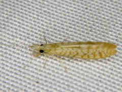 Setodes minutus