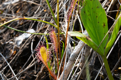 Drosera anglica