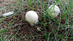 Agaricaceae