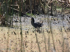 Fulica rufifrons