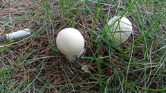 Agaricaceae