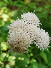 Ageratina glechonophylla