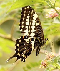Papilio ophidicephalus