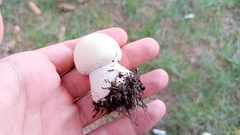 Agaricaceae