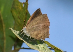 Surendra quercetorum