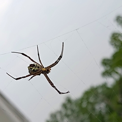 Argiope anasuja