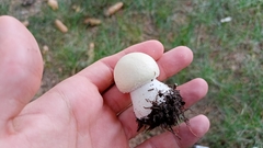 Agaricaceae