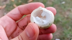 Agaricaceae