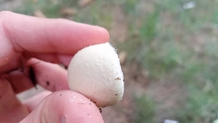 Agaricaceae