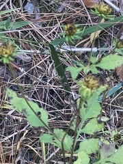 Bidens aristosa