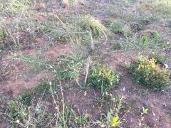 Aspalathus hispida hispida