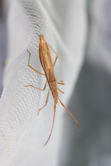 Protenor belfragei
