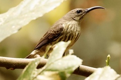 Chalcomitra amethystina