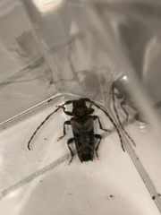 Pogonocherus hispidus