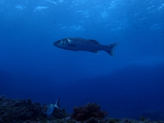 Dicentrarchus labrax